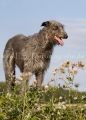55 Windhund-Trio